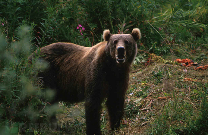 Big_brown_bear_ursus_arctos.jpg