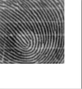 电容指纹传感器采集到的指纹图像