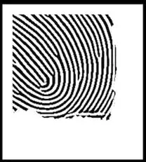 使用Gabor滤波器处理后的指纹