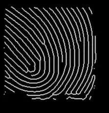 细化处理后的指纹图像