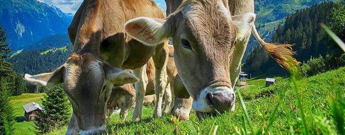 cows-header.jpg