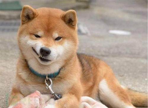 伪造kugoudll木马的一次分析